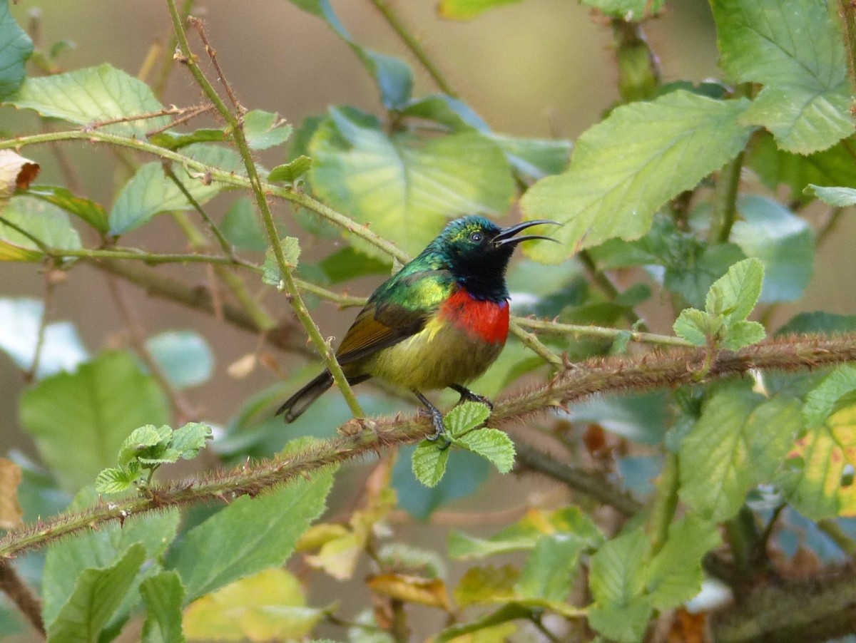 Forest Double-collared Sunbird - ML247868821