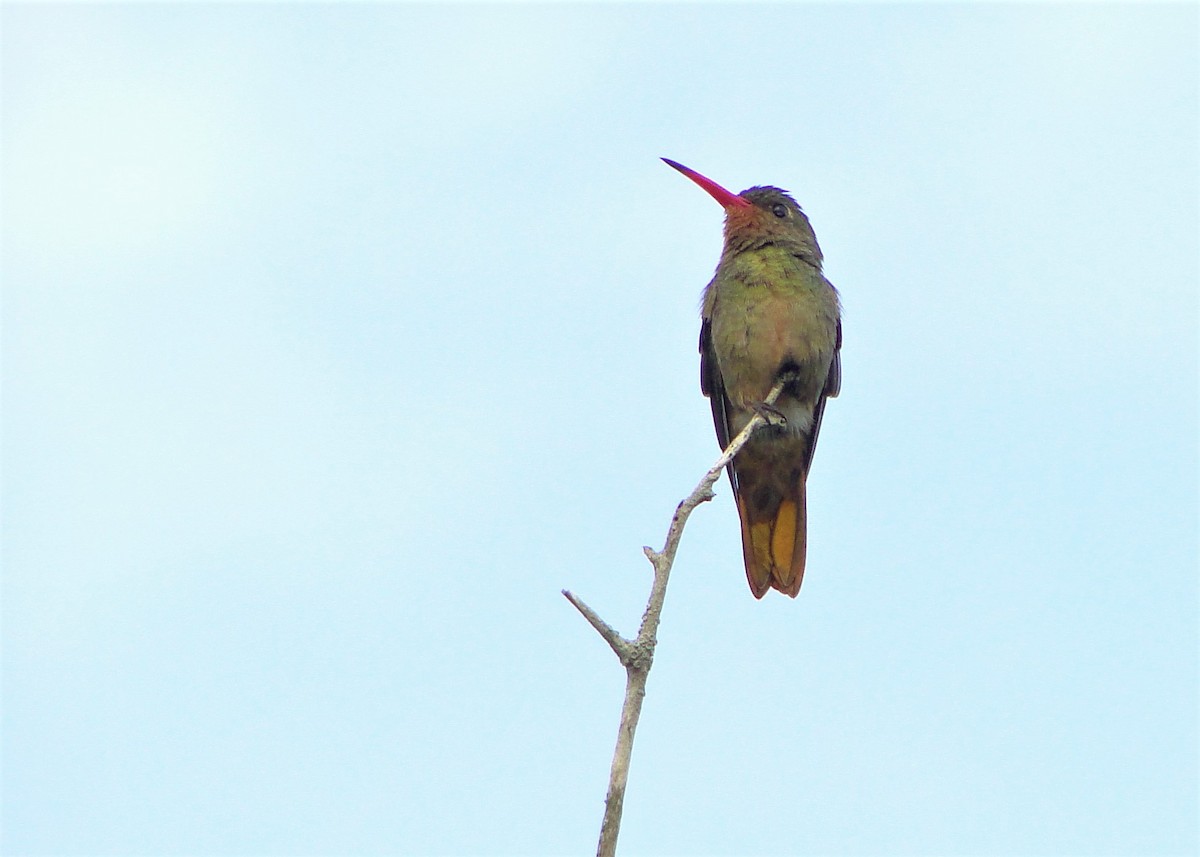 Gilded Hummingbird - ML247869281