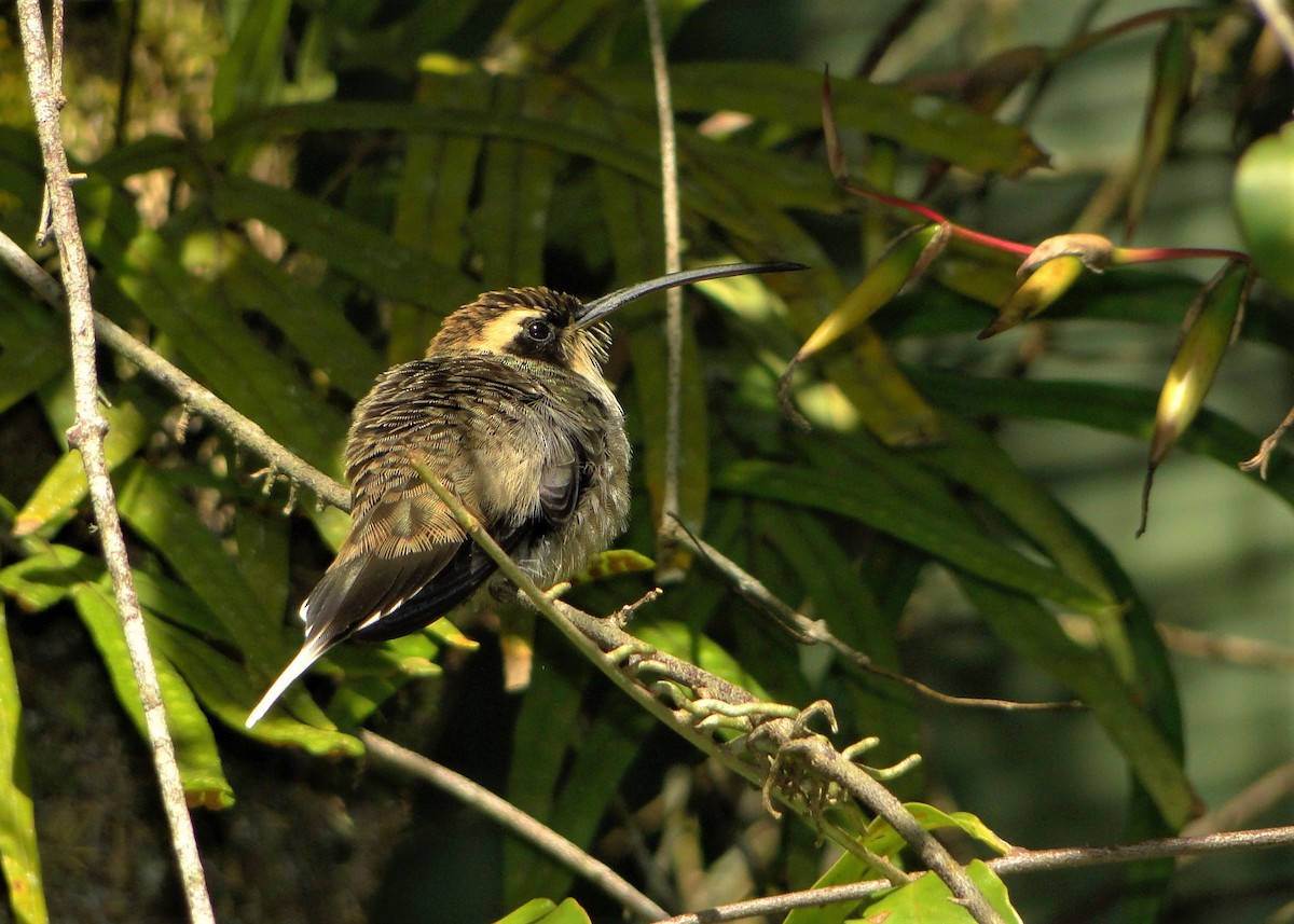 Scale-throated Hermit - ML247873221