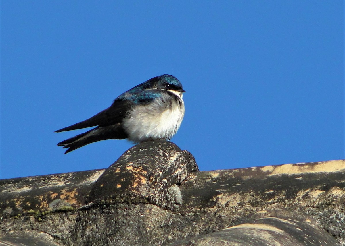 Blue-and-white Swallow - ML247873261