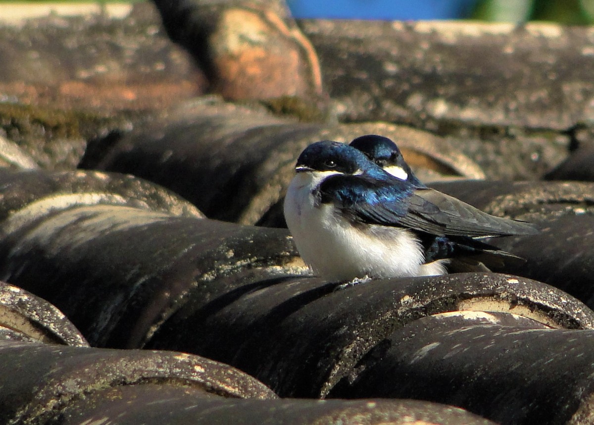 Blue-and-white Swallow - ML247873291