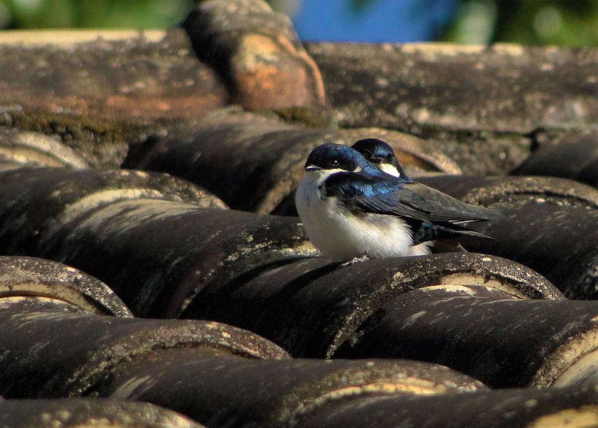 Blue-and-white Swallow - ML247873301