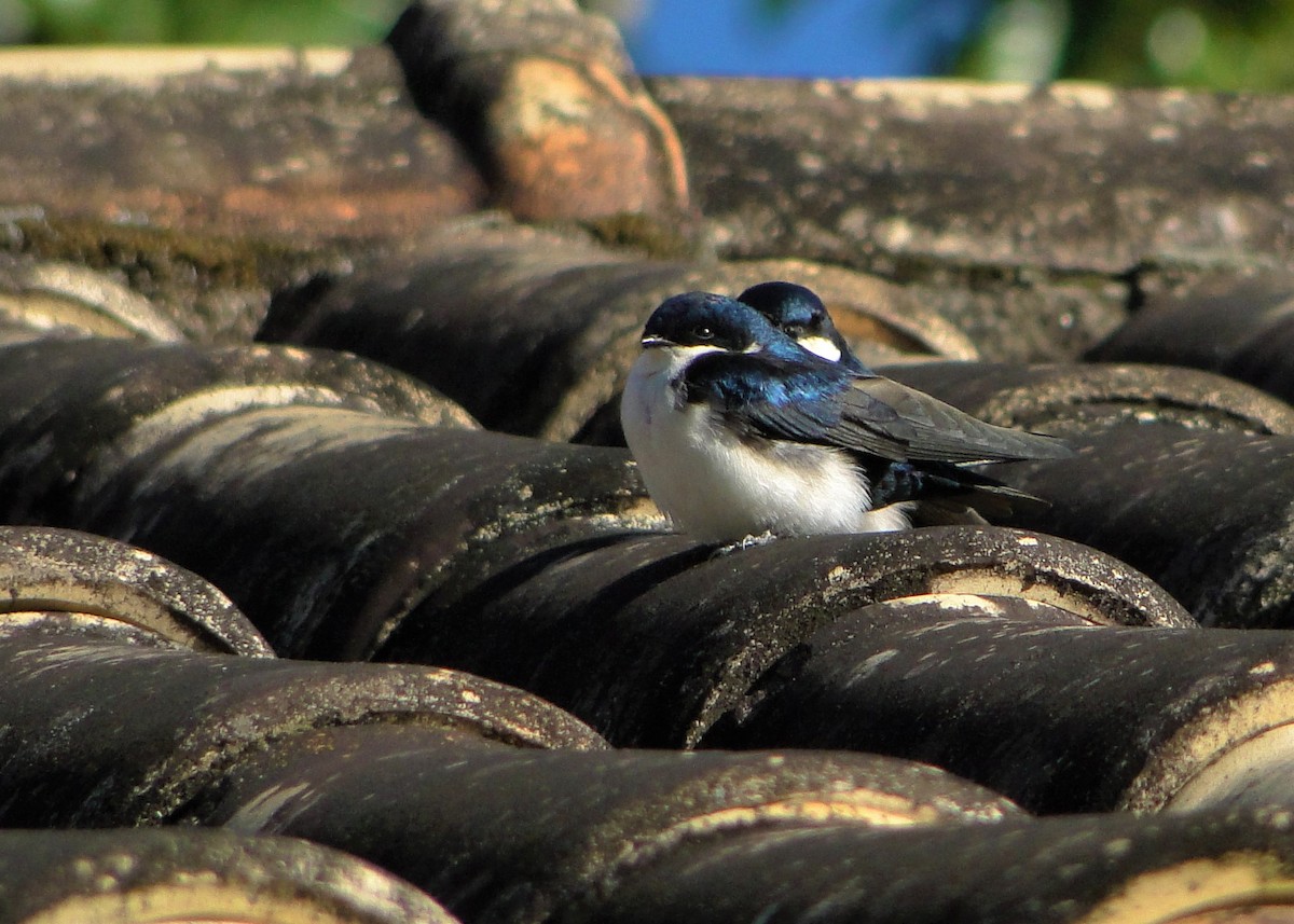 Blue-and-white Swallow - ML247873321
