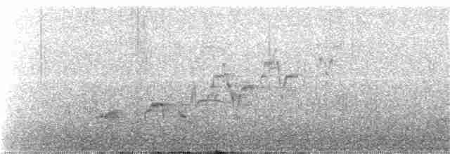 brunkinnskogtrost - ML247875201