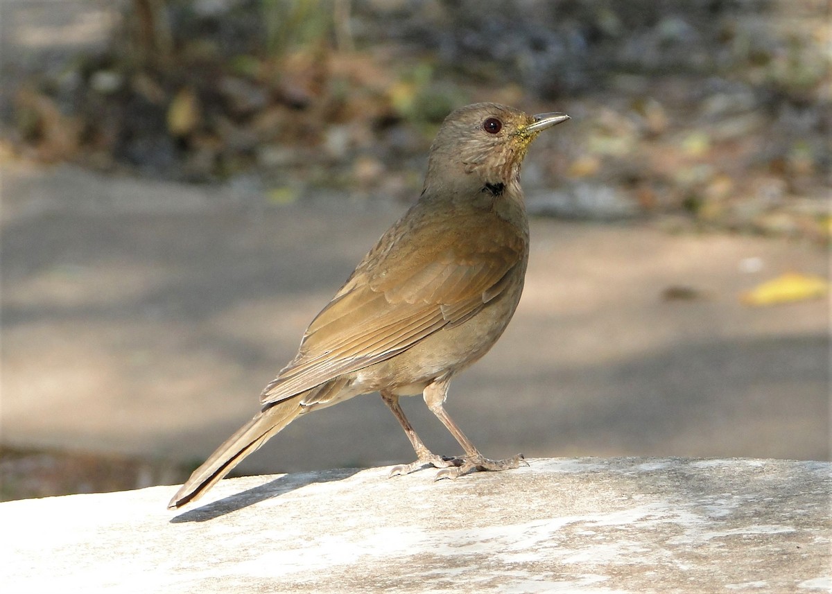 Pale-breasted Thrush - ML247877201