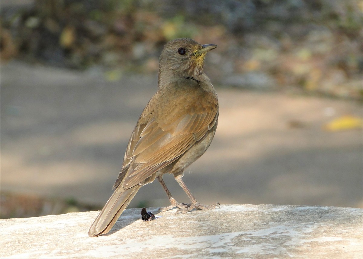 Pale-breasted Thrush - ML247877271
