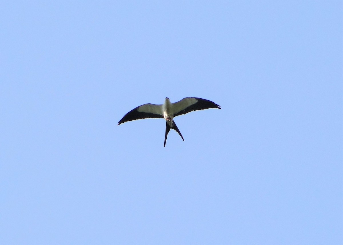 Swallow-tailed Kite - ML247878541