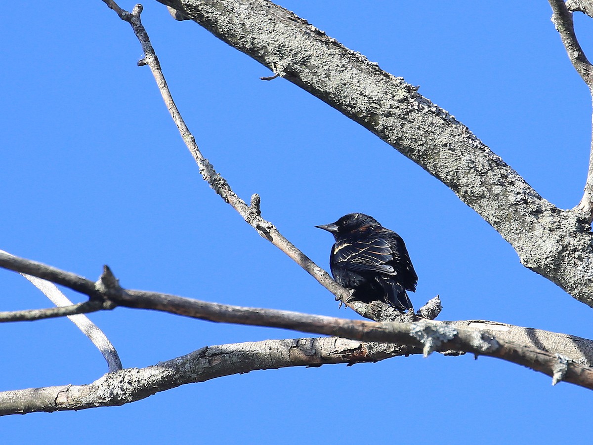 Red-winged Blackbird (Red-winged) - ML24787991