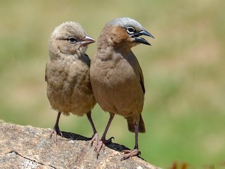 นกเต็มวัยและนกเด็ก - Bruce Wedderburn - ML247880801