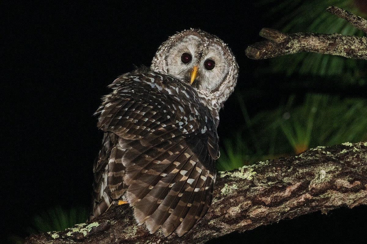 Cinereous Owl - ML247881821