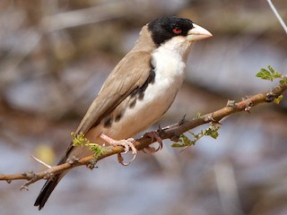  - Black-capped Social-Weaver
