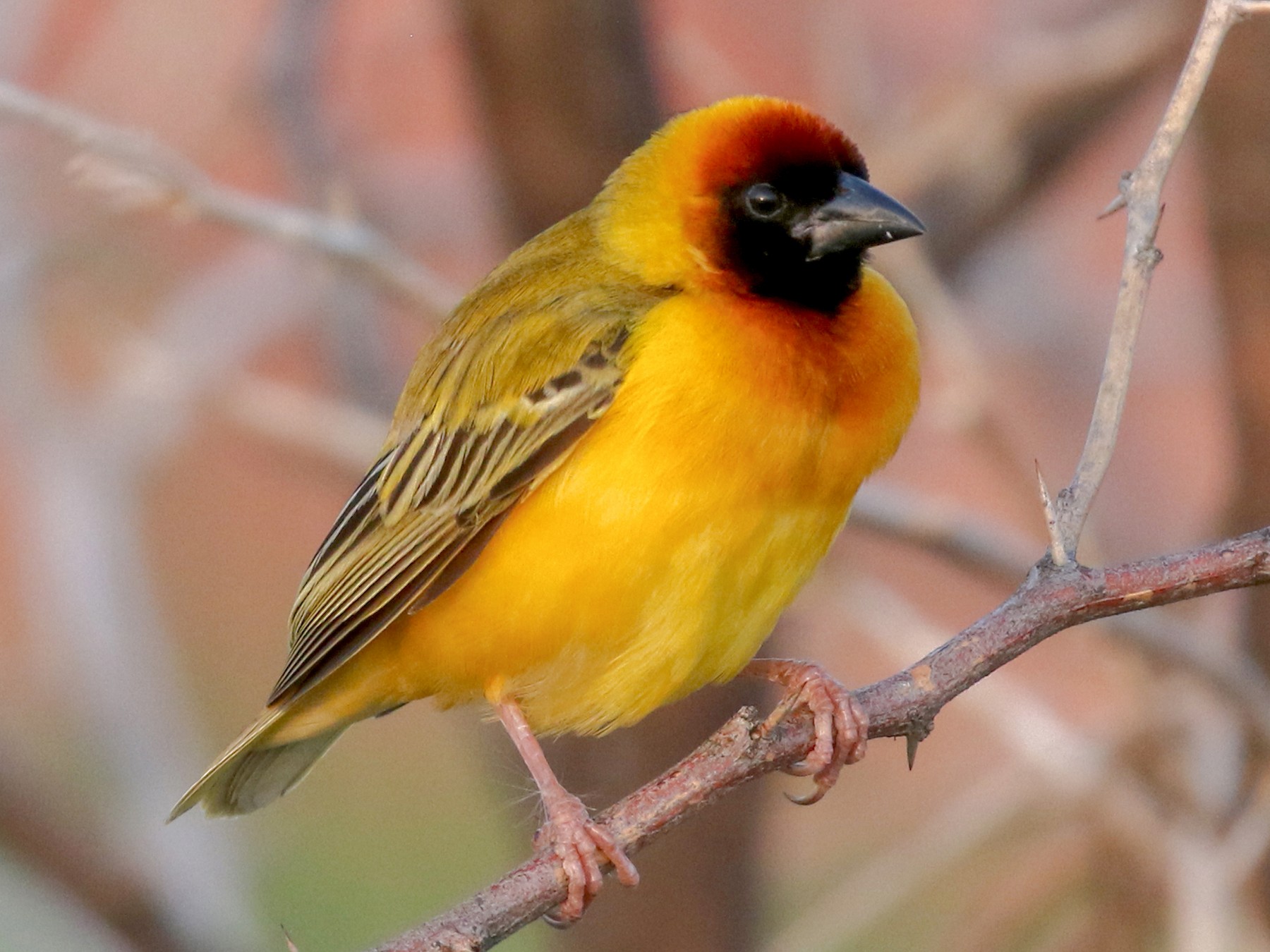 Northern Masked-Weaver - Dave Beeke