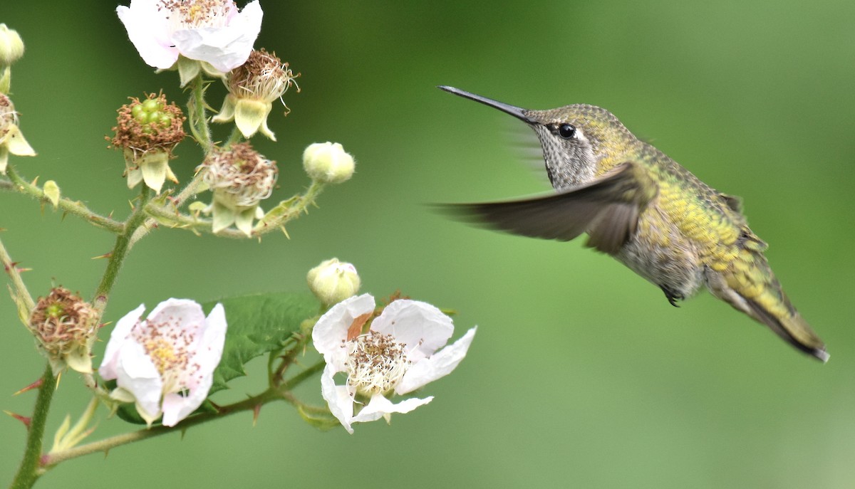 Anna's Hummingbird - Jason Vassallo