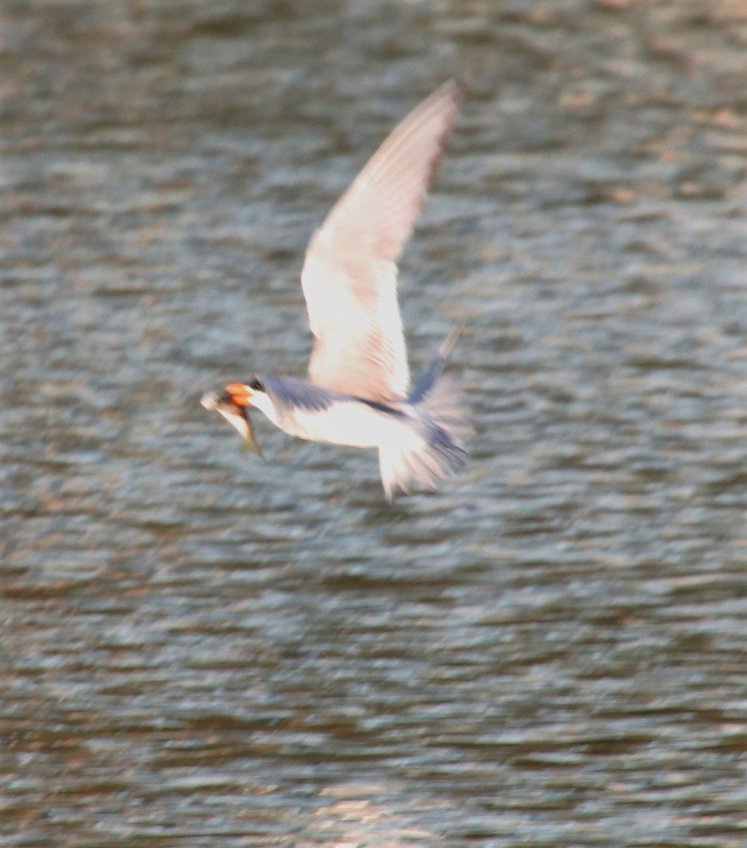 Forster's Tern - Barry Spolter