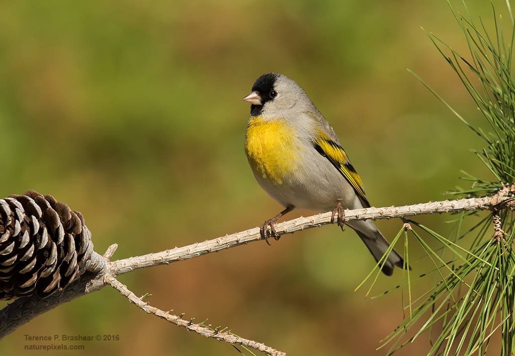 Lawrence's Goldfinch - ML24789661