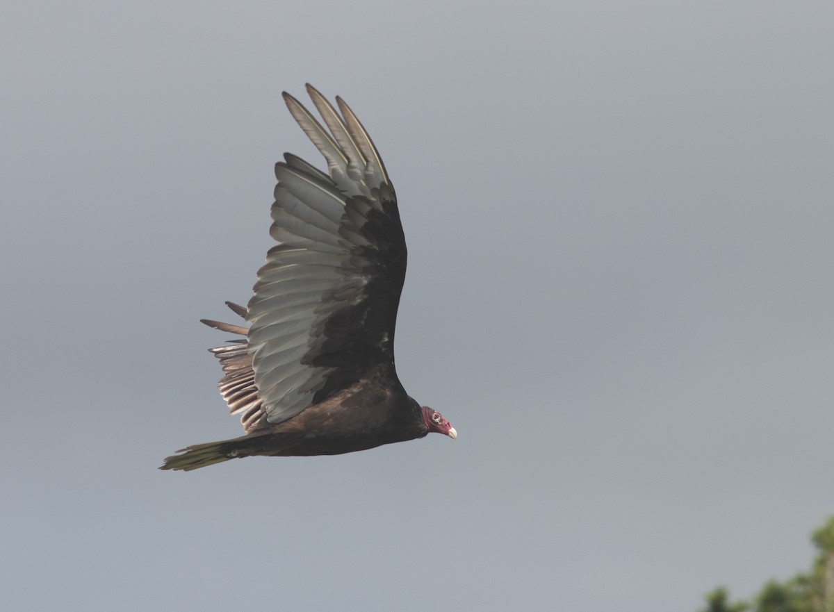 Turkey Vulture - benny albro