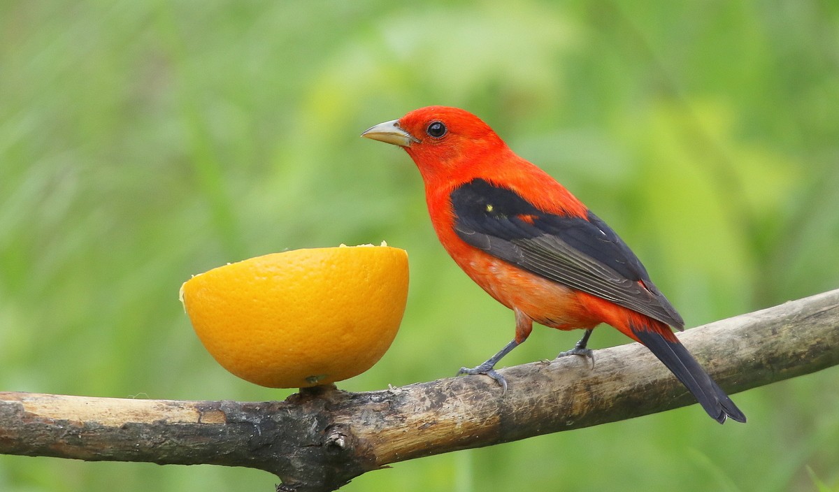 Scarlet Tanager - ML247900231