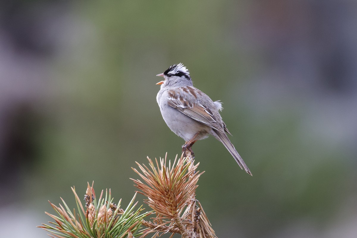 White-crowned Sparrow (oriantha) - ML247900291