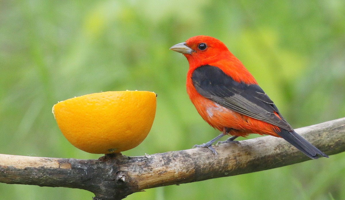 Scarlet Tanager - ML247900401