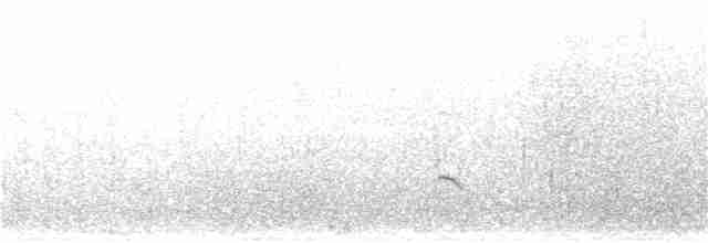 アメリカマダラウミスズメ - ML247900591