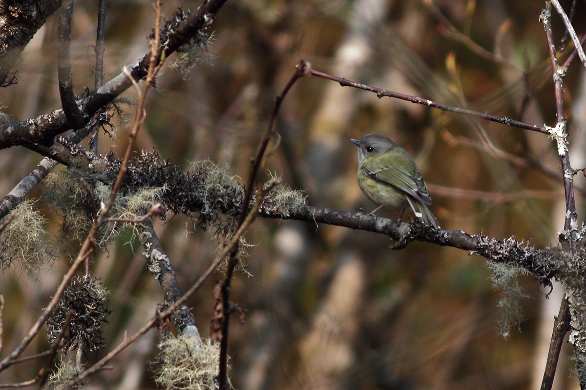 Green Shrike-Babbler - Dibyendu Ash