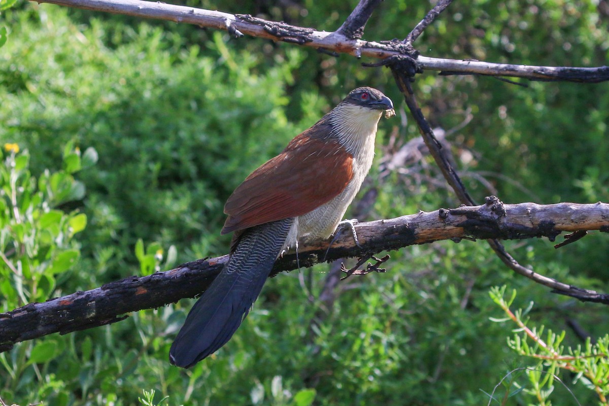 White-browed Coucal - Allison Miller