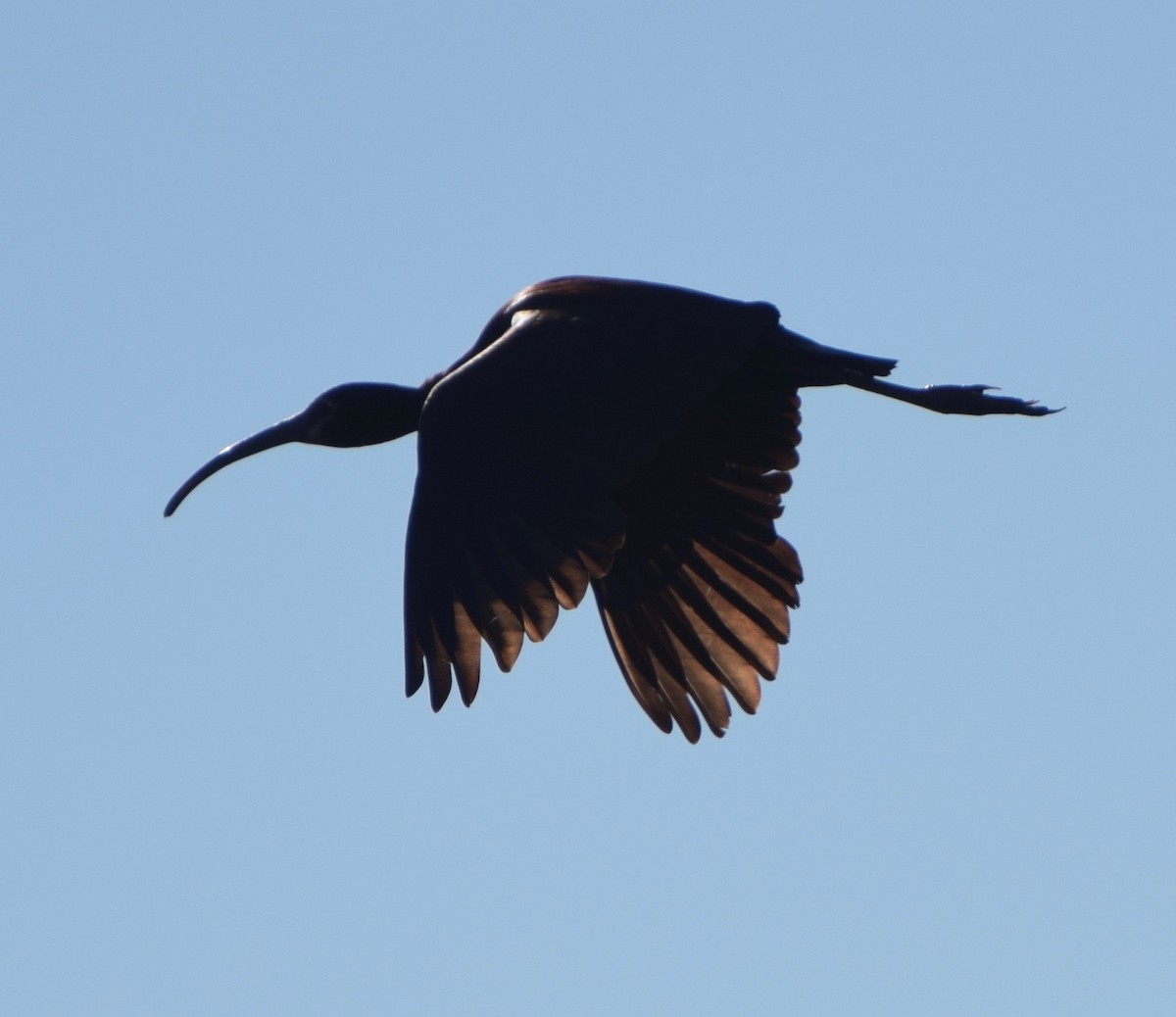 ibis americký - ML247905321