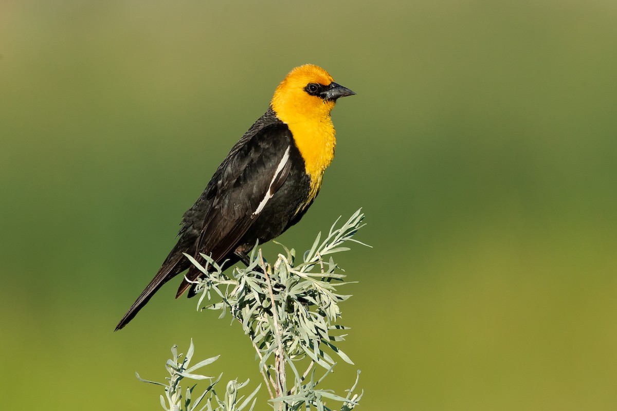 Yellow-headed Blackbird - Dorian Anderson