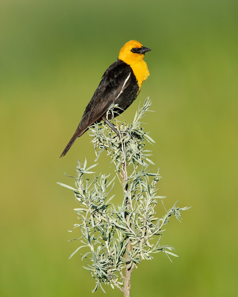 Yellow-headed Blackbird - ML247911471