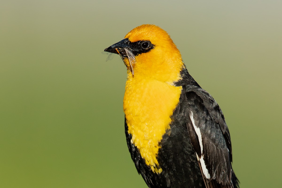 Yellow-headed Blackbird - ML247911491