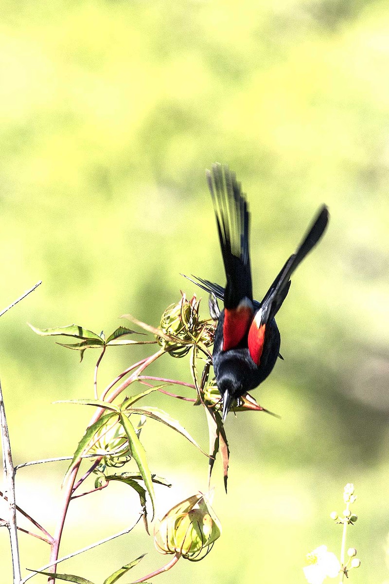Red-winged Blackbird - ML247911741