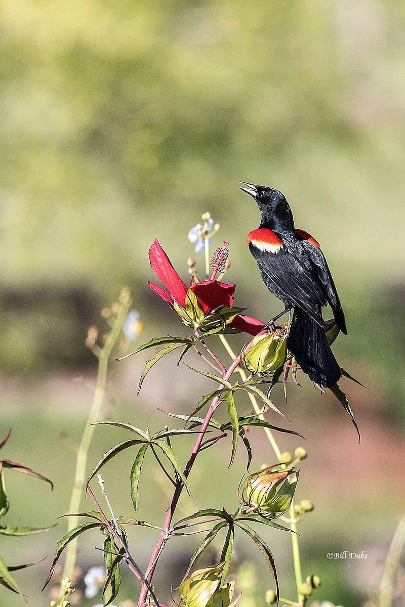 Red-winged Blackbird - Bill  Duke