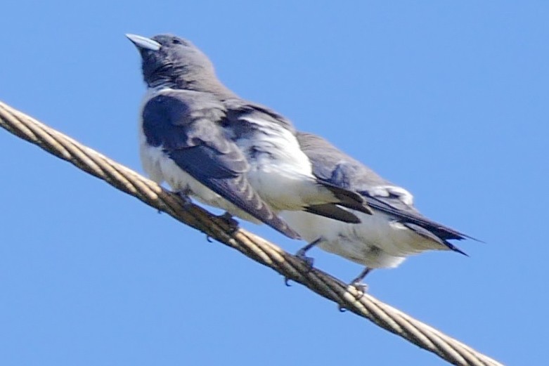 White-breasted Woodswallow - Roger Horn
