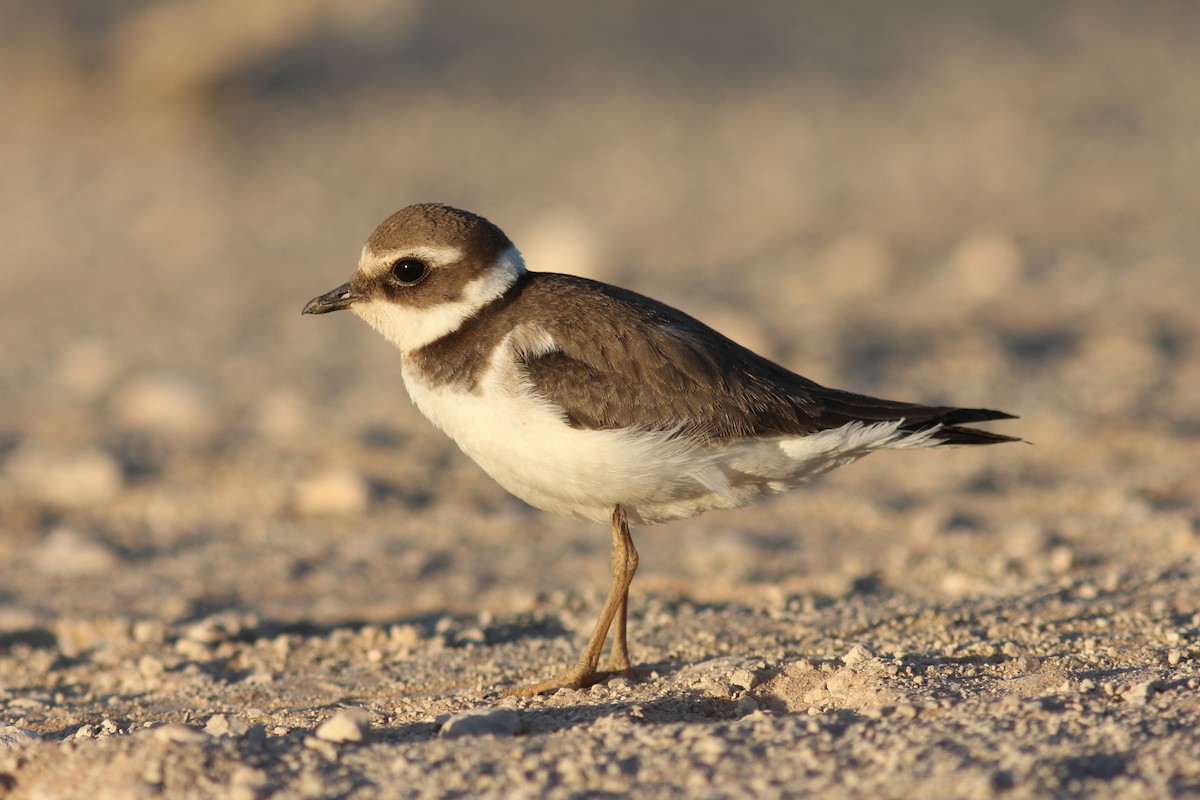 Common Ringed Plover - ML247919021