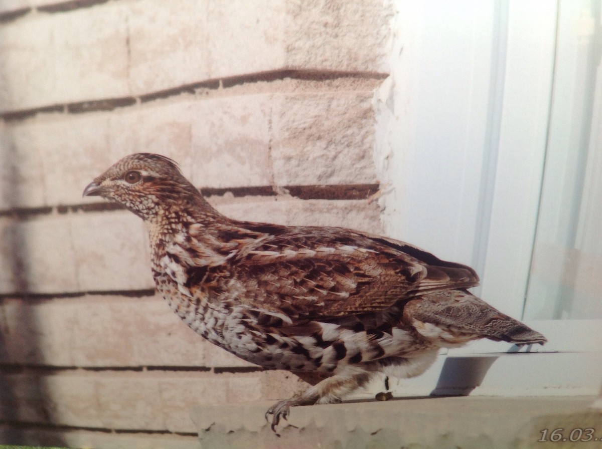 Ruffed Grouse - Alice Oliver