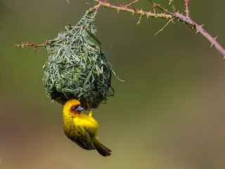  - Rüppell's Weaver