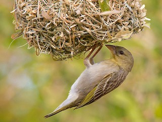  - Rüppell's Weaver
