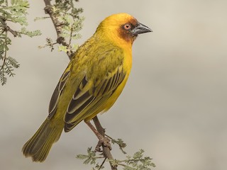  - Rüppell's Weaver