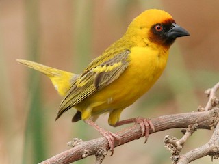  - Rüppell's Weaver
