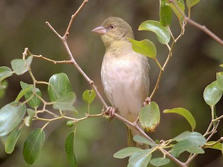  - Rüppell's Weaver
