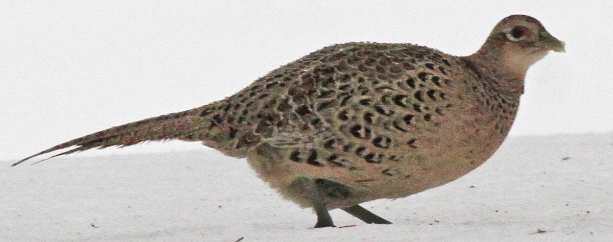 Ring-necked Pheasant - Gary Binderim
