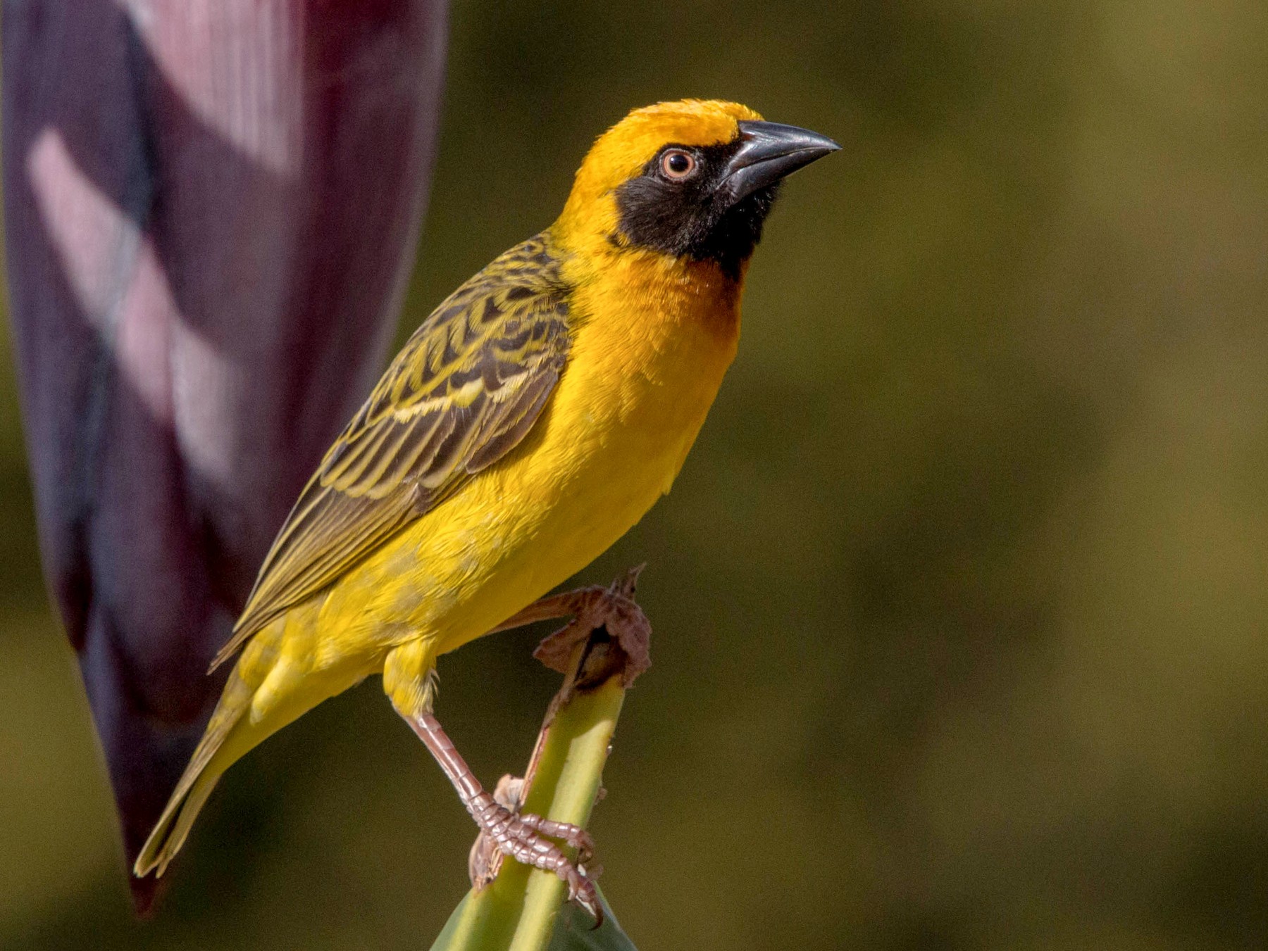 Speke's Weaver - Kevin Vande Vusse