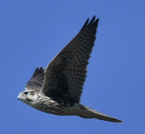 Prairie Falcon - Norman Eshoo