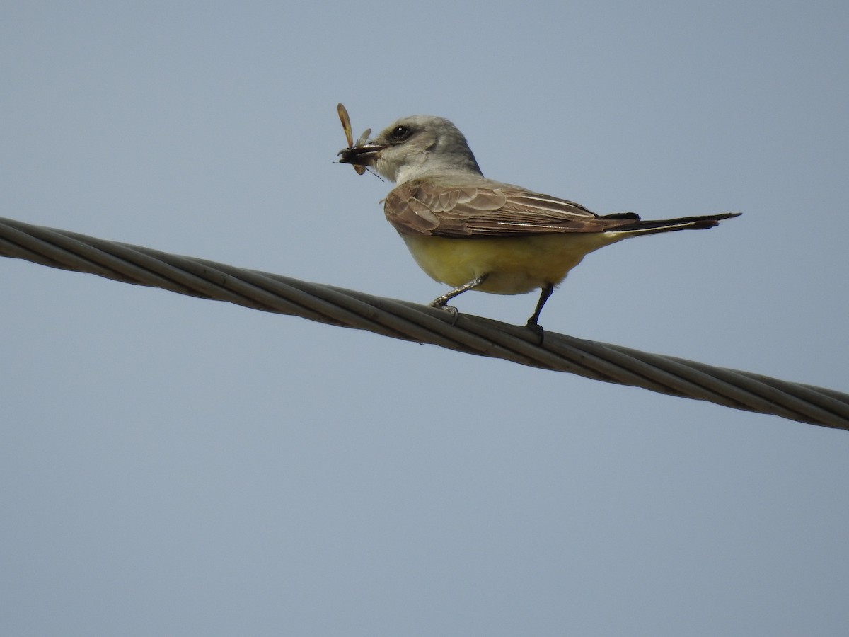 Western Kingbird x Scissor-tailed Flycatcher (hybrid) - Emily Donahue