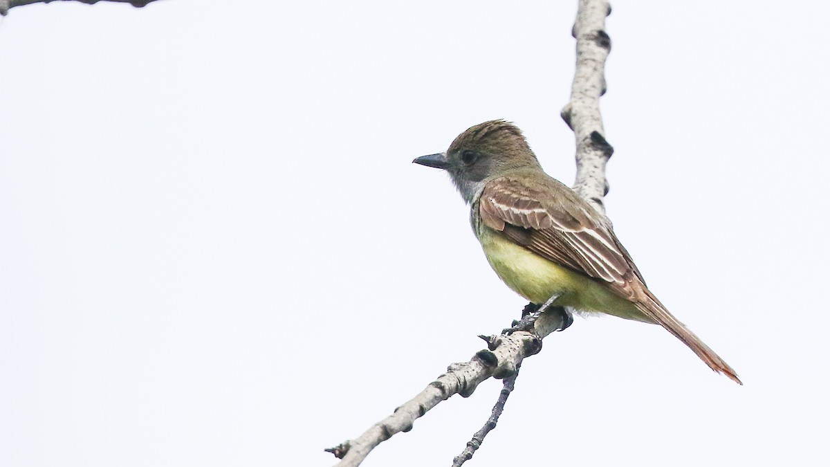 Great Crested Flycatcher - ML247937361
