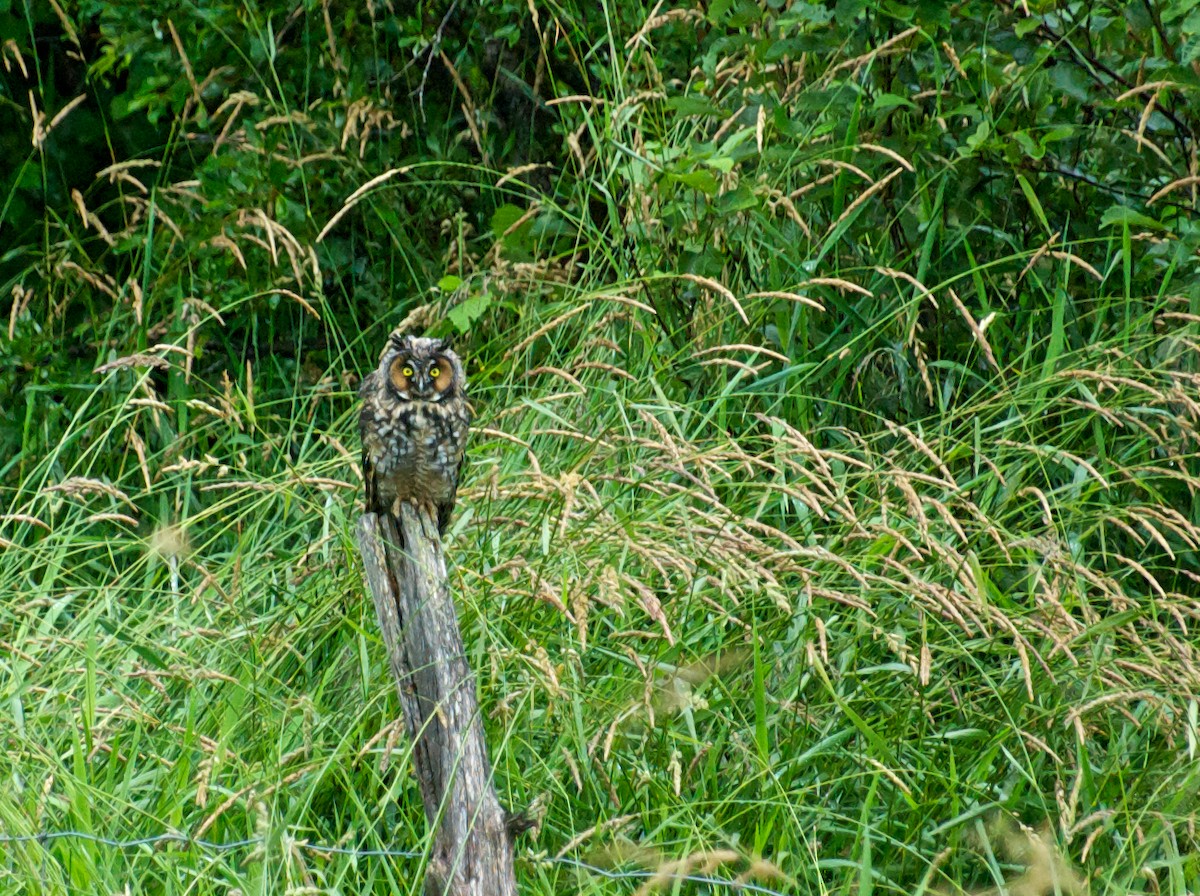 Long-eared Owl - Dominique Bérubé