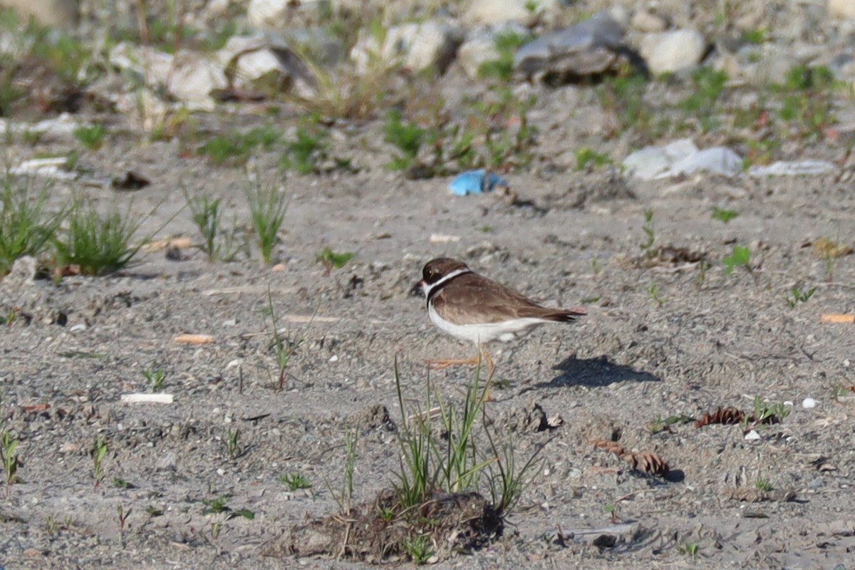 Semipalmated Plover - ML247943321