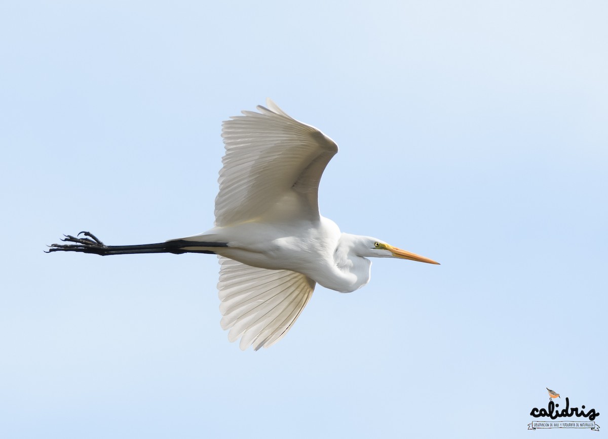 Great Egret - Mauricio Schmithalter