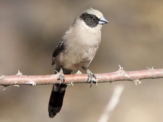 コシアカカエデチョウ - eBird