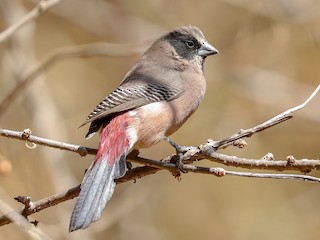 コシアカカエデチョウ - eBird